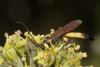 Ichneumon sp.